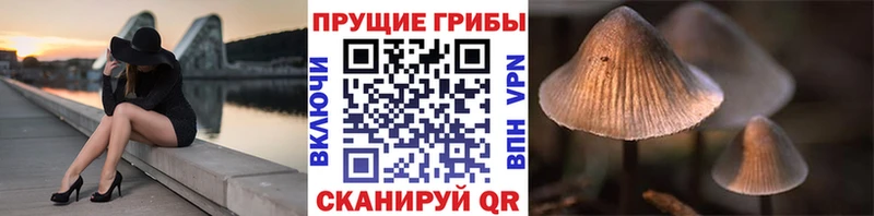 Псилоцибиновые грибы Psilocybine cubensis  Торжок 